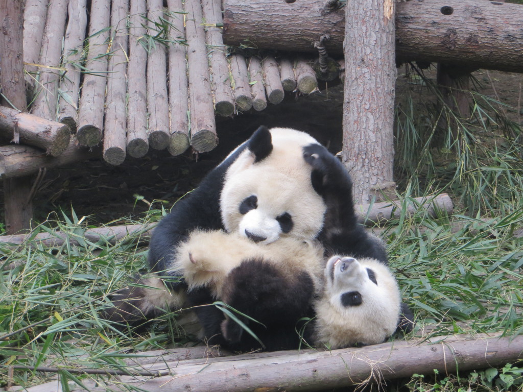 Chengdu Panda Research Base Is Awesome Sichuan China